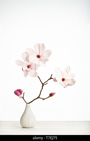 Magnolia soulangeana Blume, Vase auf weißem Hintergrund Stockfoto