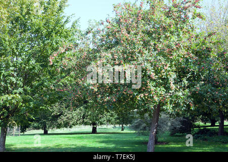 Crab Apple tree voller Reife Früchte in einem Obstgarten, England Landschaft an einem Sommertag. Stockfoto