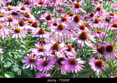 Sonniger Garten mit blühenden coneflowers Echinacea purpurea. Stockfoto