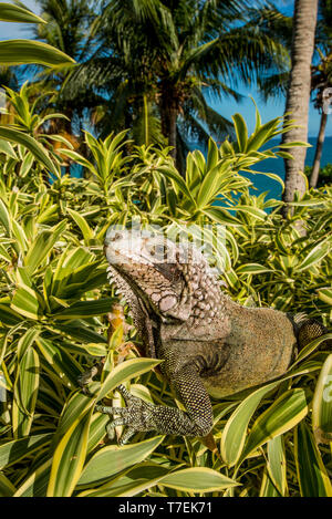 Grüner Leguan (Iguana iguana), St. Thomas, US Virgin Islands. Stockfoto