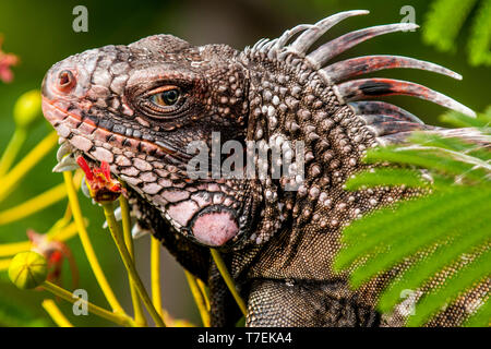 Grüner Leguan (Iguana iguana), St. Thomas, US Virgin Islands. Stockfoto