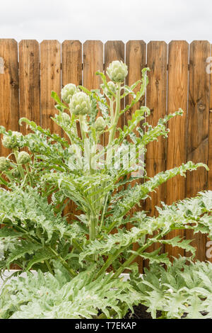 Eine Artischocke Anlage in einem Haus Garten mit bereit Artischocken auf ihn vor einem hölzernen Zaun zu holen. Stockfoto