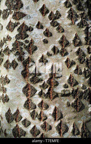 Grau Pappel Baum Rinde oder Borke Textur Detail im Frühjahr Wald Stockfoto