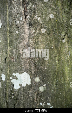 Hainbuche Baum Rinde oder Borke Textur Detail im Frühjahr Wald Stockfoto