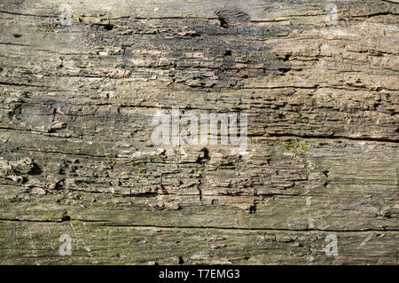 Alte Abele, Baumrinde oder Borke Textur Detail im Frühjahr Wald Stockfoto