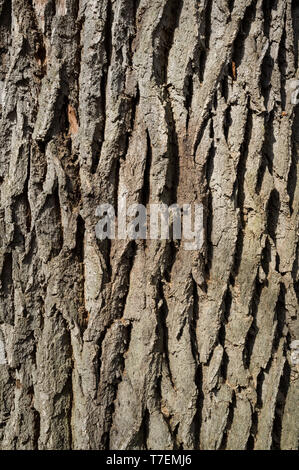 Weiß Pappel oder Populus Alba Baumrinde oder Borke Textur Detail im Frühjahr Wald Stockfoto