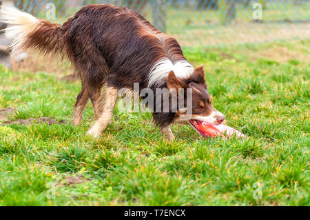 Eine schöne Border Collie Hund spielen mit einem Frisbee auf der grünen Wiese an einem Frühlingstag. Stockfoto