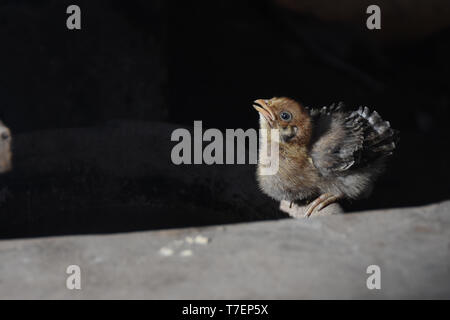 Hohe Betrachtungswinkel von Baby Huhn sitzend auf Stein Stockfoto