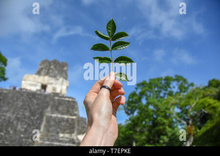 LOW ANGLE VIEW DER HISTORISCHEN TEMPEL VON TIKAL Stockfoto