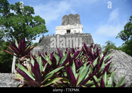 LOW ANGLE VIEW DER HISTORISCHEN MAYA TEMPEL IN TIKAL Stockfoto