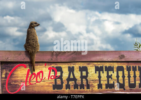 Erdmännchen sitzend auf Bar anmelden. Stockfoto