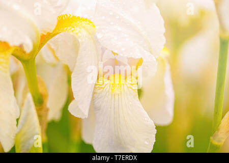 Blüte weiß Iris in einem spring garden, weiße Blumen Blumen auf einem unscharfen Hintergrund, Botanischer Garten, gestaltete Postkarte auf einem Urlaub. Das Sonnenlicht in der Mitte des Sommers Stockfoto