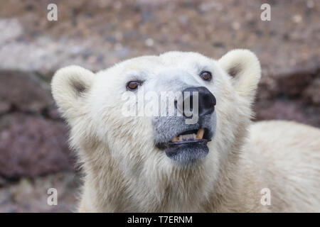 Bild der Fang eines wilden Tieres Polar Bear Stockfoto