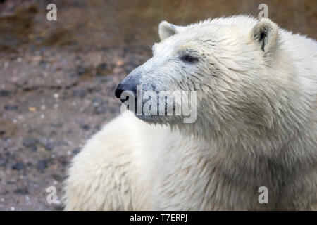 Bild der Fang eines wilden Tieres Polar Bear Stockfoto