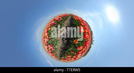 Winzige Planet der schönen Blume Bereich in den Niederlanden Stockfoto