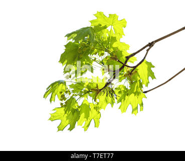 Zweig der schöne blühende Baum auf Himmel Hintergrund Stockfoto