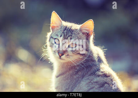 Porträt einer Katze draußen im Frühjahr Stockfoto