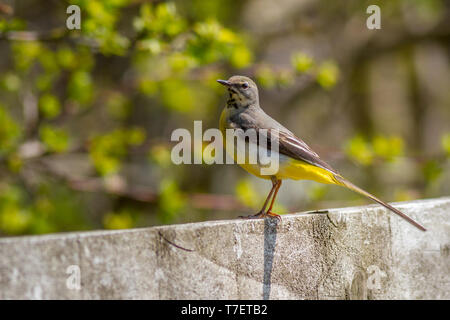 Beeindruckende Porträt einer Gebirgsstelze, Motacilla cinerea, stehend auf einem Zaun im Sonnenschein, Großbritannien Stockfoto