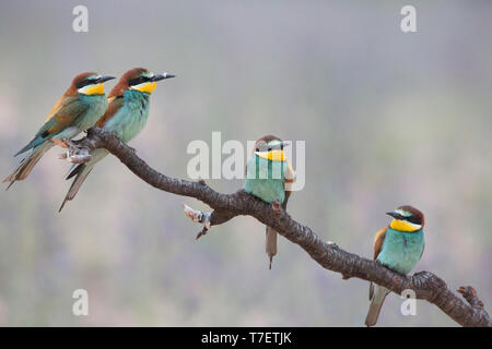 Vier europäische Bee Eaters (Merops apiaster) auf Niederlassung in Kolonie thront. Stockfoto