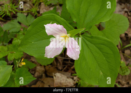 Large-flowered trillium Stockfoto