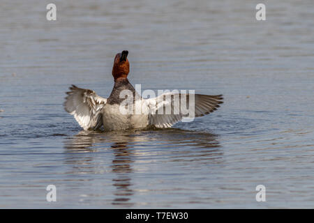 Gemeinsame (pochard Aythya ferina), erwachsenen Mann, seine Flügel im Wasser Stockfoto