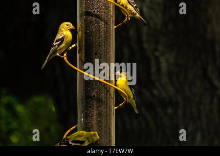 Goldfinches in einem futterhaus Erbe Oak Winery, Kalifornien Stockfoto