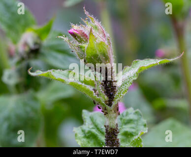 Pflanze bedeckt in blackfly, die schwarze Bohne Eiskaffee oder aphis Fabae. Der Befall lässt einen klebrigen Honigtau Sekretion. Großbritannien Stockfoto