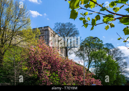 Norwich Castle, Norwich, Norfolk, England. Im Frühjahr fotografiert. Einer normannischen Burg. Stockfoto