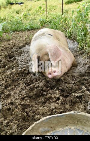 In der Nähe von Gloucestershire alte Flecken (GOS) hog Erbe Rasse Schwein essen und Ernährung in schlammigen Pen auf Frau - besessene Bauernhof außerhalb Blanchardville, WI, USA Stockfoto