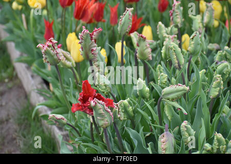 Galeata Tulip Esperanto, Holzschuh Tulip Festival Stockfoto