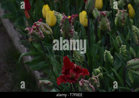 Galeata Tulip Esperanto, Holzschuh Tulip Festival Stockfoto