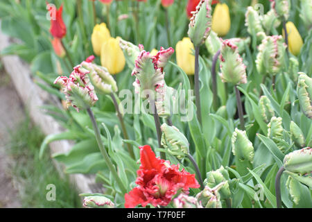 Galeata Tulip Esperanto, Holzschuh Tulip Festival Stockfoto