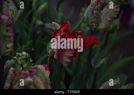 Galeata Tulip Esperanto, Holzschuh Tulip Festival Stockfoto