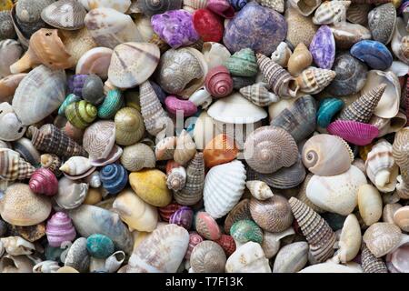 Eine Mischung aus kleinen farbigen Muscheln, erzeugen einen farbigen Hintergrund oder Tapeten. Stockfoto