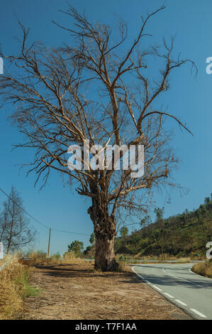 Riesige blattlosen Baum am Rande des verlassenen Straße durch die hügelige Landschaft in der Nähe von Castelo Branco. Ein ehemaliges Bistum in Zentralportugal. Stockfoto