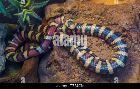 Arizona Mountain King Snake in Nahaufnahme, pulsierenden bunten tropischen Schlange aus Amerika, beliebtes Haustier in herpetoculture Stockfoto