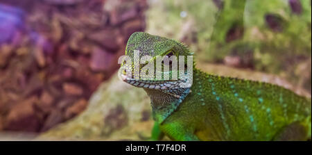 Chinese Water Dragon Lizard mit seinem Gesicht in Nahaufnahme, tropischen Reptil aus Asien Stockfoto