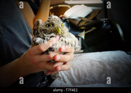 Athene noctua owlet gerettet in der Frau hand Nähe zu sehen. Stockfoto