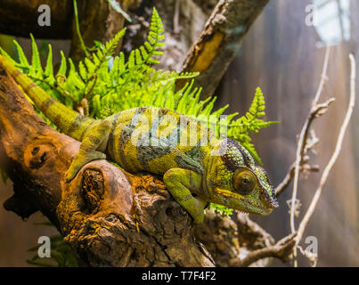 Panther Chamäleon sitzt auf einem Ast, beliebte tropischen Reptil pet aus Madagaskar Stockfoto