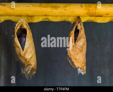 Grosse tropische Schmetterlinge Kokons hängen an einen Holzbalken, Insekten Metamorphose Stockfoto