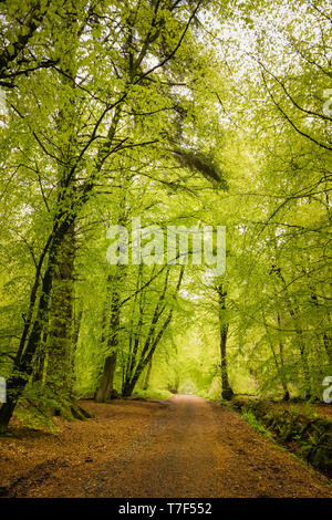 Woodburn Wald, Carrickfergus: ein gemischtes Nadelbaum und breiten blätterte Woodland mit öffentlichen Gehwege und Stauseen. Der Wald ist lebendige und üppig. Stockfoto