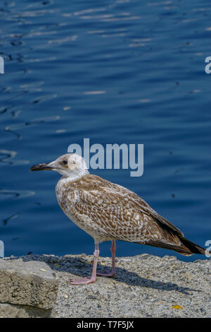 Möwe von das Meer Nahaufnahme portrait Bild Stockfoto