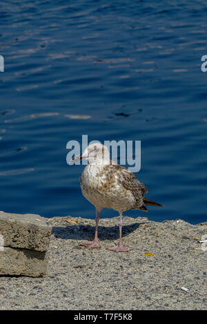 Möwe von das Meer Nahaufnahme portrait Bild Stockfoto