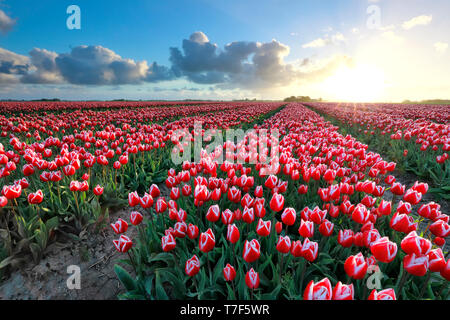Die Sonne über rote Tulpen Feld im Frühling, Niederlande Stockfoto