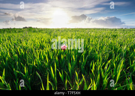 Eine rote Tulpe im grünen Gras und Sonnenschein im Freien Stockfoto