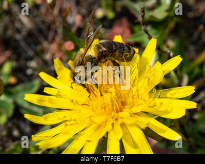 Biene sammelt Nektar aus einer Löwenzahn Blume. Sonnigen Tag, die Feder in der Landschaft. Der Prozess der Bestäubung von Blüten. Stockfoto