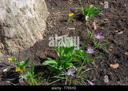 Toronto hat eine erstaunliche Persönlichkeit! Stockfoto