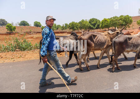 Ein Mann, der einen Stick Herden Vieh auf der Straße in der Nähe von Shahpura, einer Stadt in der dindori Bezirk der zentralen indischen Bundesstaat Madhya Pradesh Stockfoto