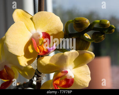 Blumen von einem gelben Orchidee auf ein verschwommenes, pastellfarbenen Hintergrund. Scharfe, sonnige, helle, lebhafte Farben, scharfe Schatten. Stockfoto