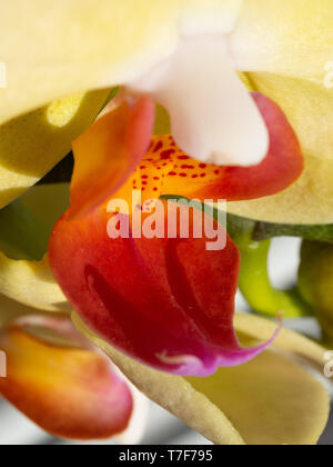 Detail einer Orchidee. Makrofotografie der Blume, Pastellfarben, florales Motiv. Zarte Hintergrund. Stockfoto